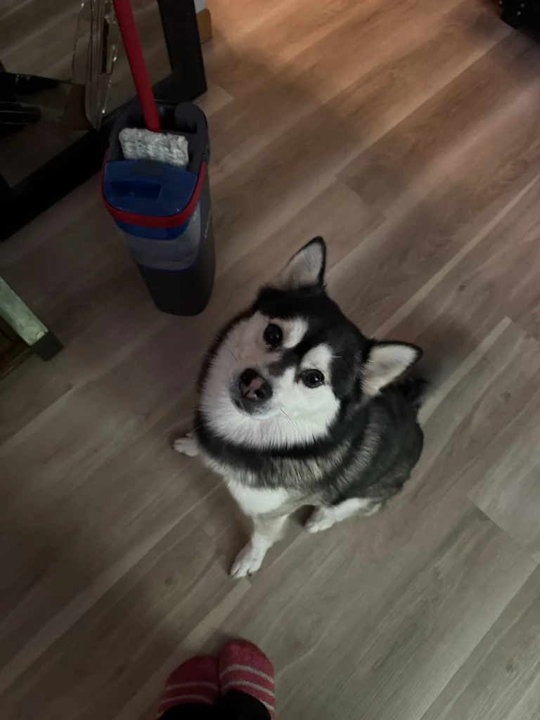 Neo, lost cat, Pomsky