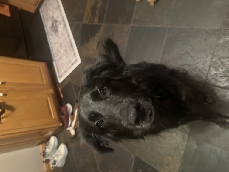 Winnie, lost dog, Shepard mix