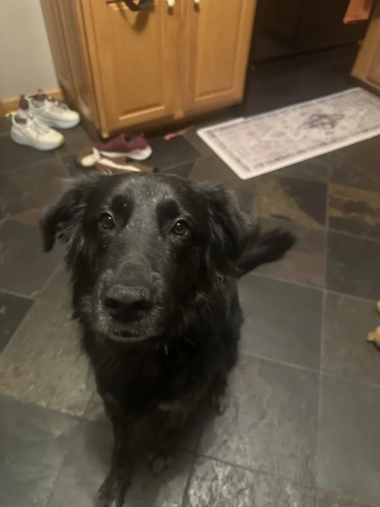 Winnie, lost dog, Shepard mix