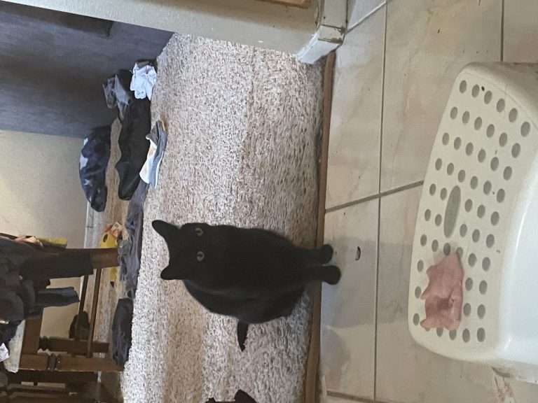 Binx, lost cat, Unsure