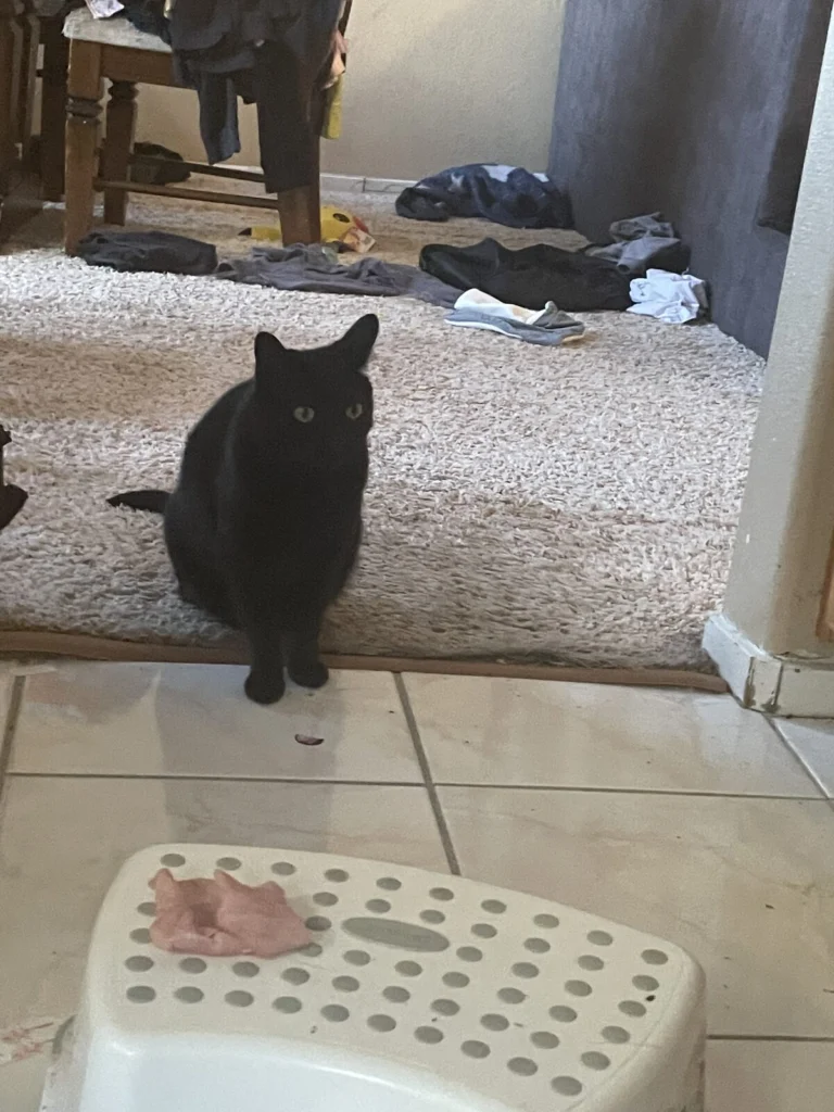 Binx, lost cat, Unsure