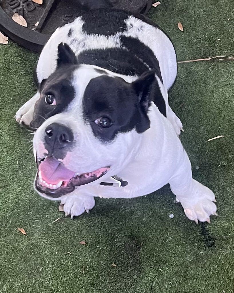 Able, lost dog, American bully