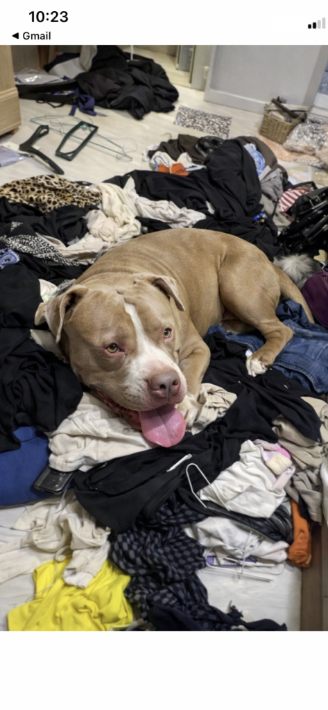 Trouble, lost dog, Xl bully