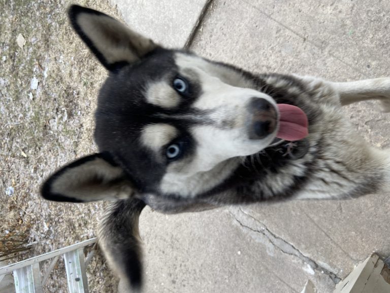 Bella, lost dog, Alaskan Husky