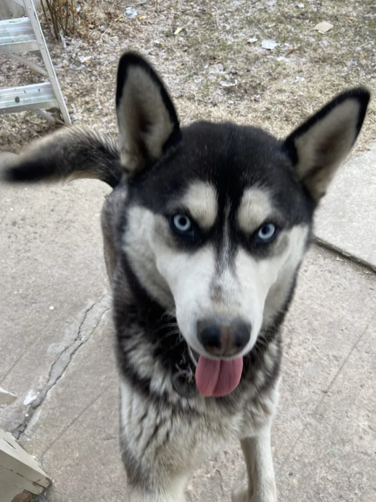 Bella, lost dog, Alaskan Husky