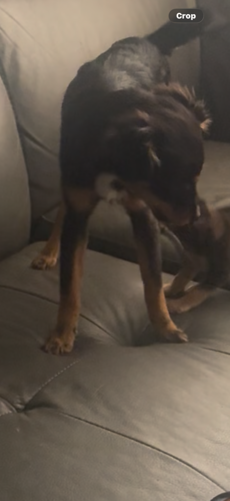 Daisy, lost dog, Chihuahua