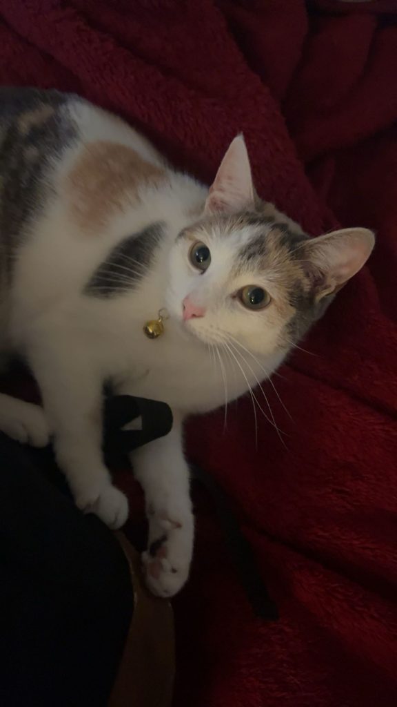 Lyla, lost cat, Short haired calico