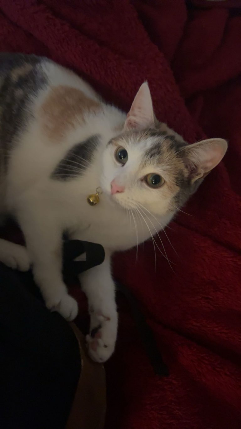 Lyla, lost cat, Short haired calico