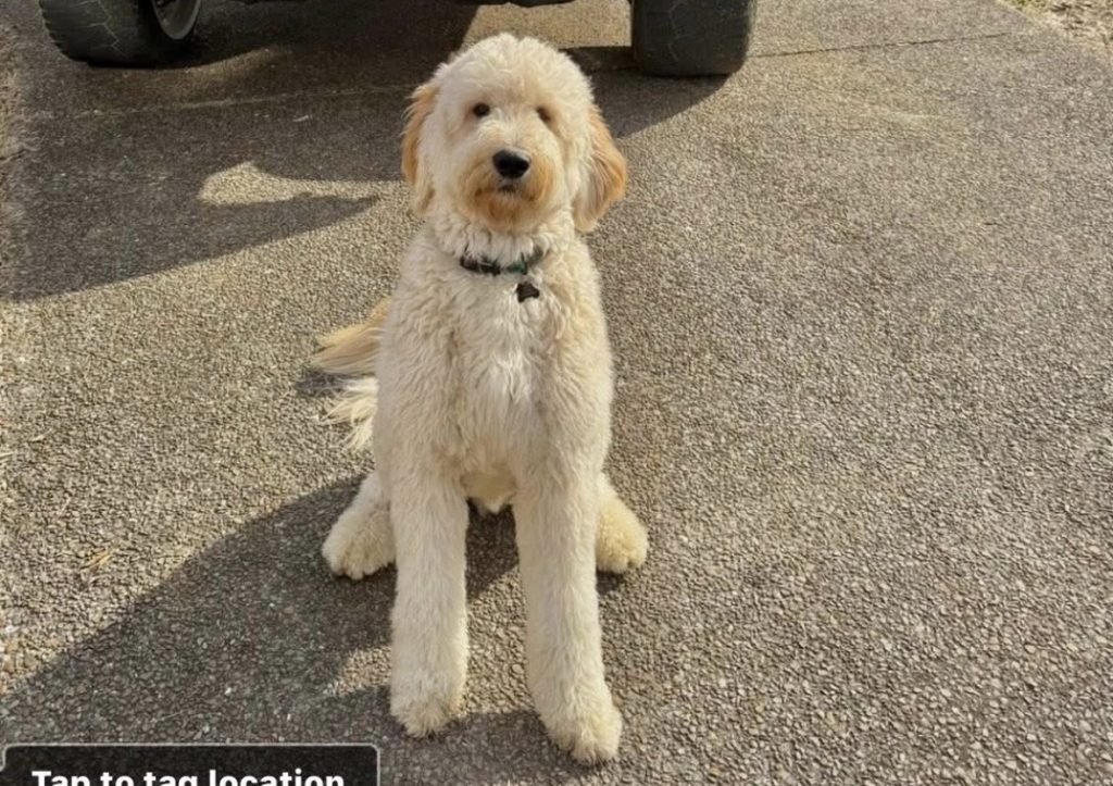 Bruzer, lost dog, Goldendoodle