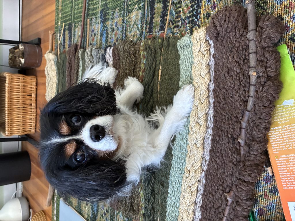 Mira, lost dog, Cavelier King Charles Spaniel