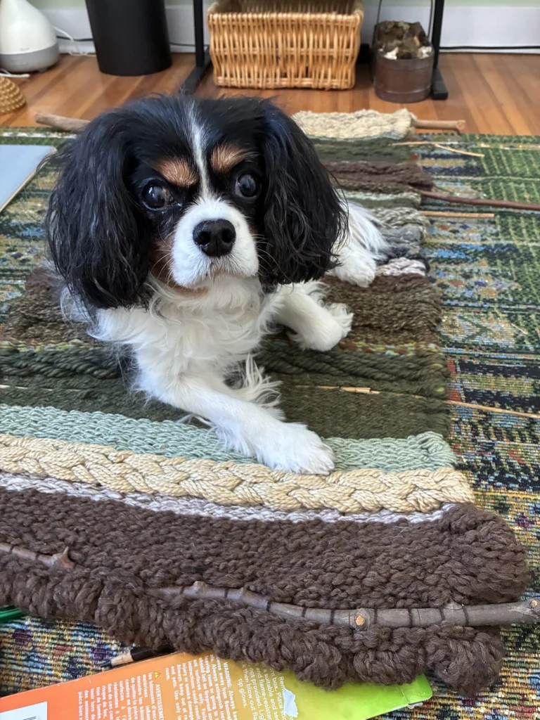 Mira, lost dog, Cavelier King Charles Spaniel