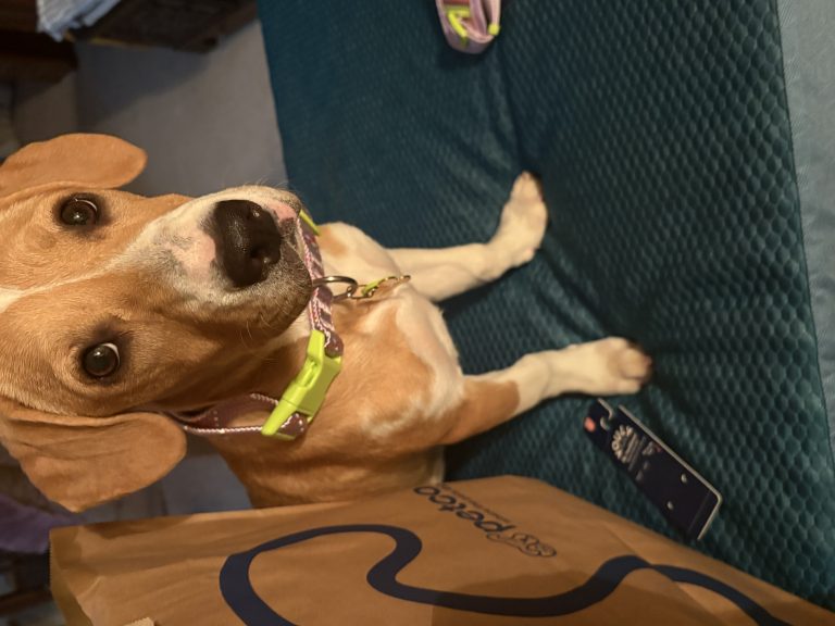 Pretzel, lost dog, Pit mix