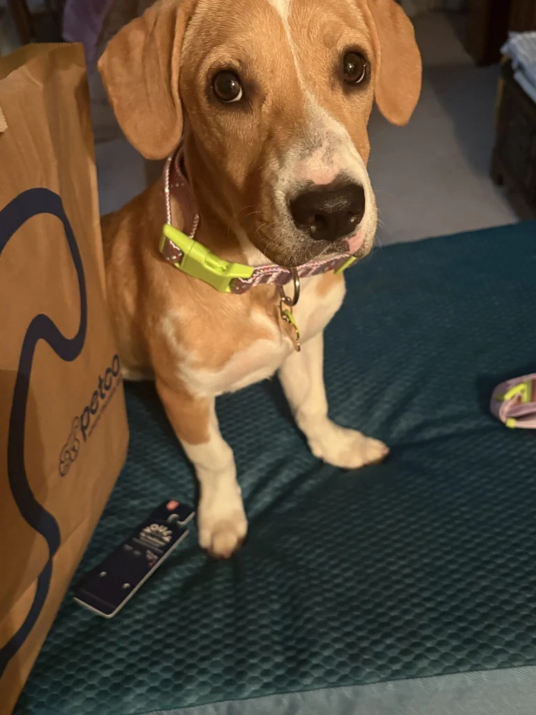 Pretzel, lost dog, Pit mix