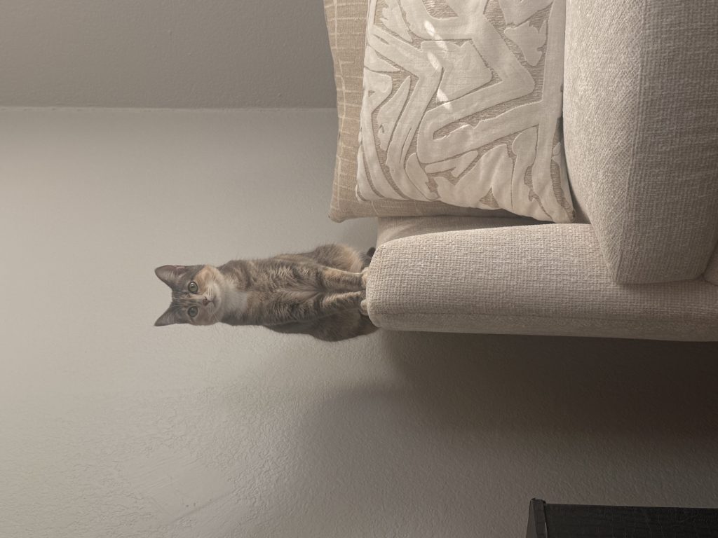 Allviyah, lost cat, American short hair