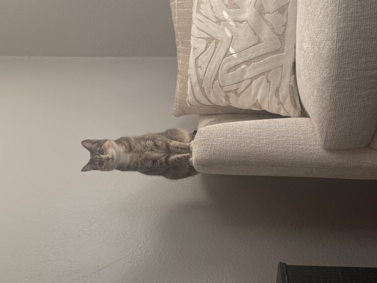 Allviyah, lost cat, American short hair