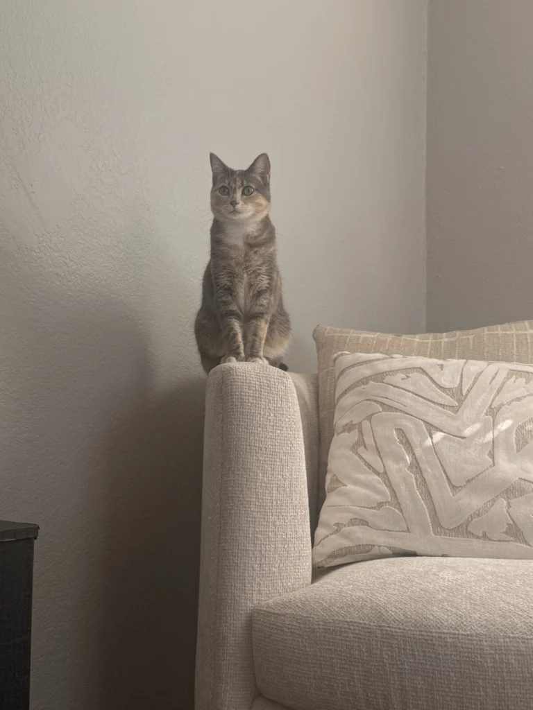 Allviyah, lost cat, American short hair