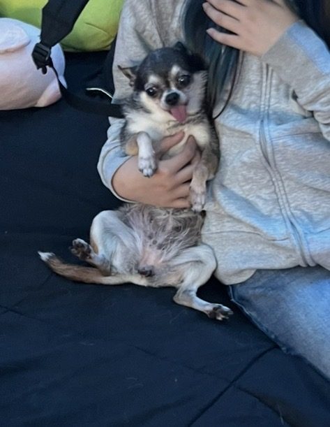 Estrella, lost dog, Chihuahua