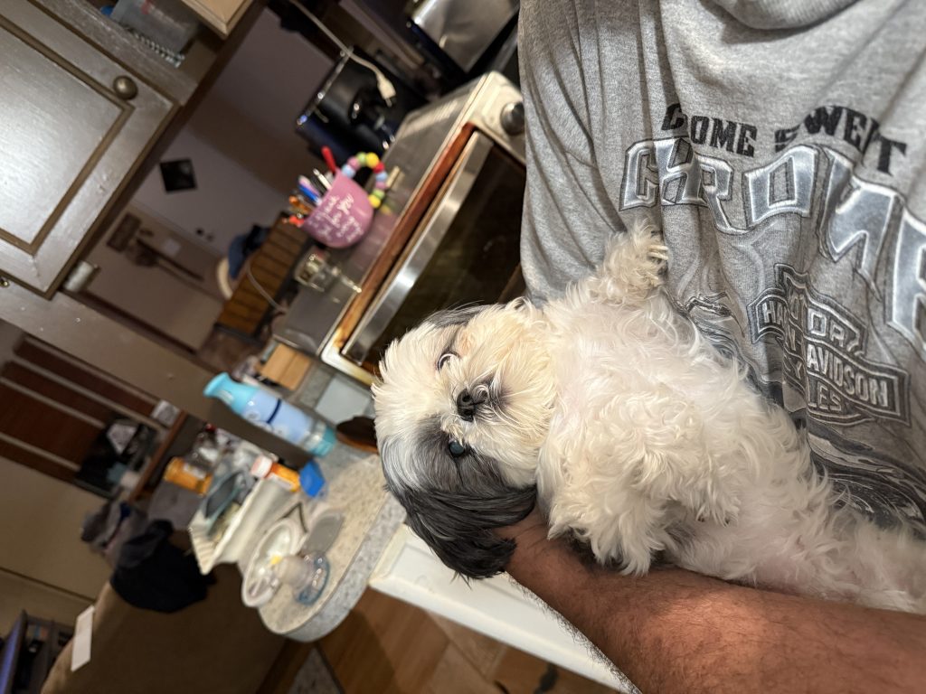 Maizie, lost dog, Shih tzu