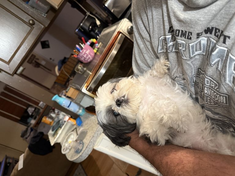 Maizie, lost dog, Shih tzu