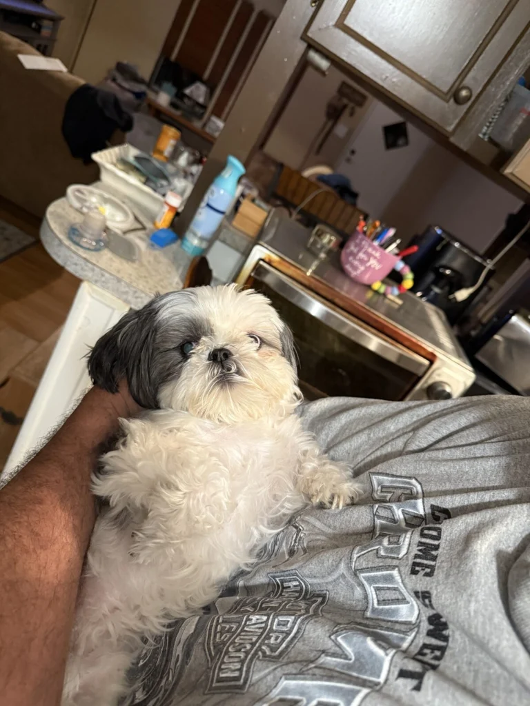 Maizie, lost dog, Shih tzu