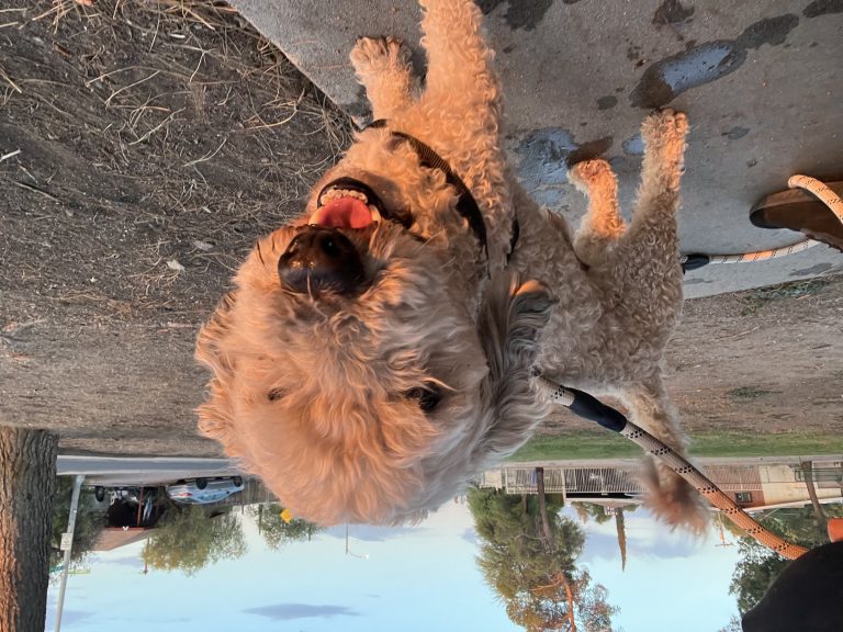 Max, lost dog, Poodle mix
