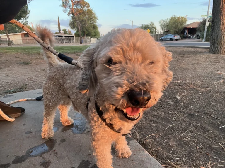 Max, lost dog, Poodle mix