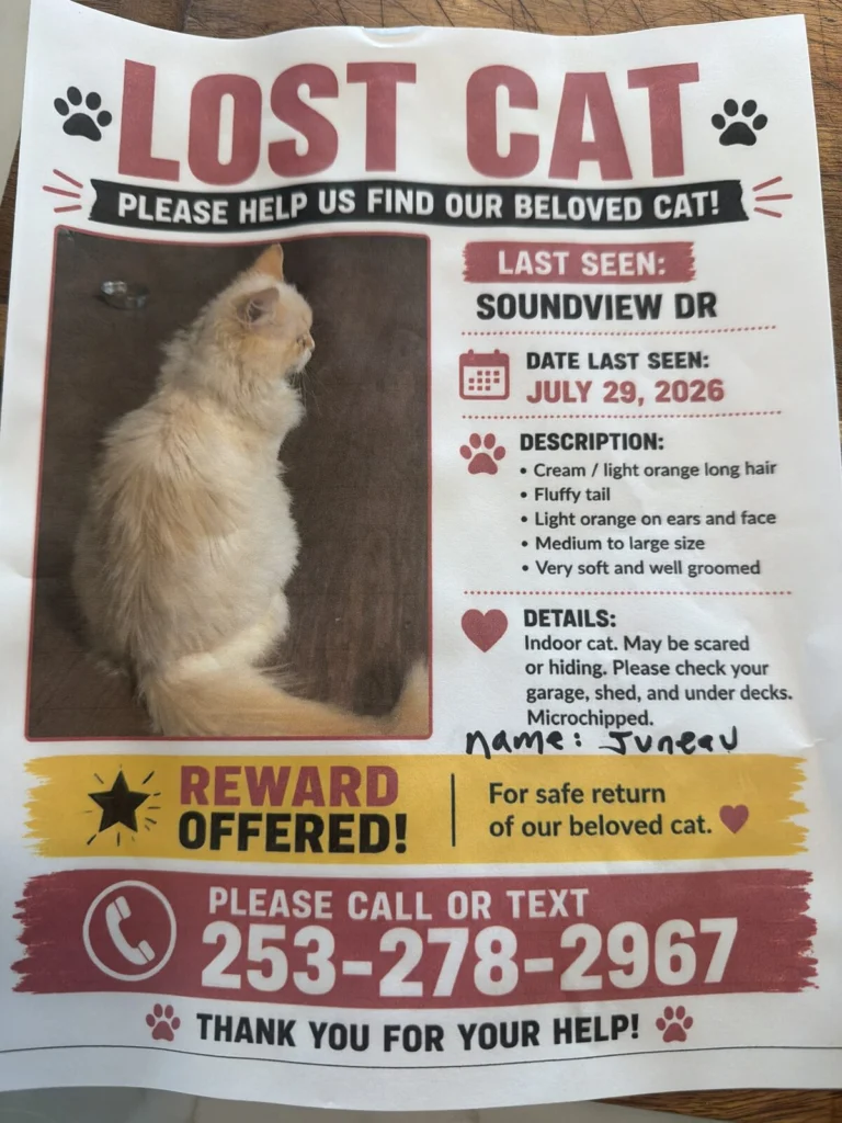 Juno, lost cat, Siberian