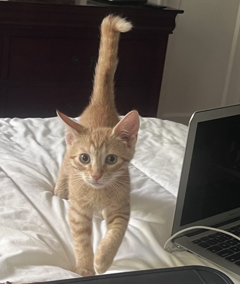 Jasper, lost cat, Tabby