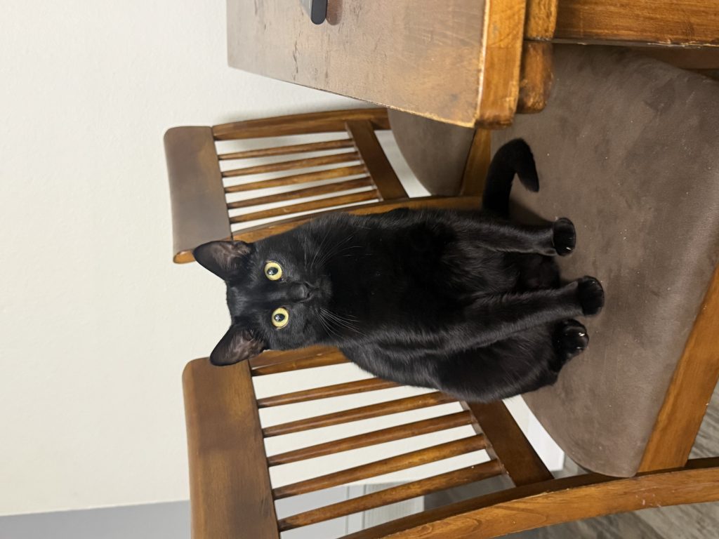 Oliver, lost cat, Bombay