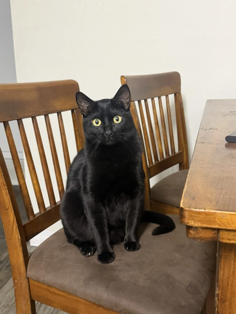 Oliver, lost cat, Bombay