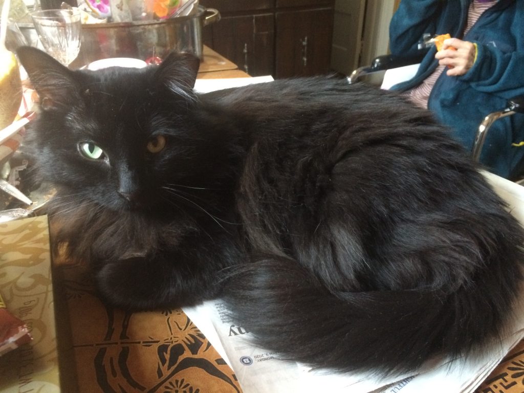 Billy, lost cat, Long Haird
