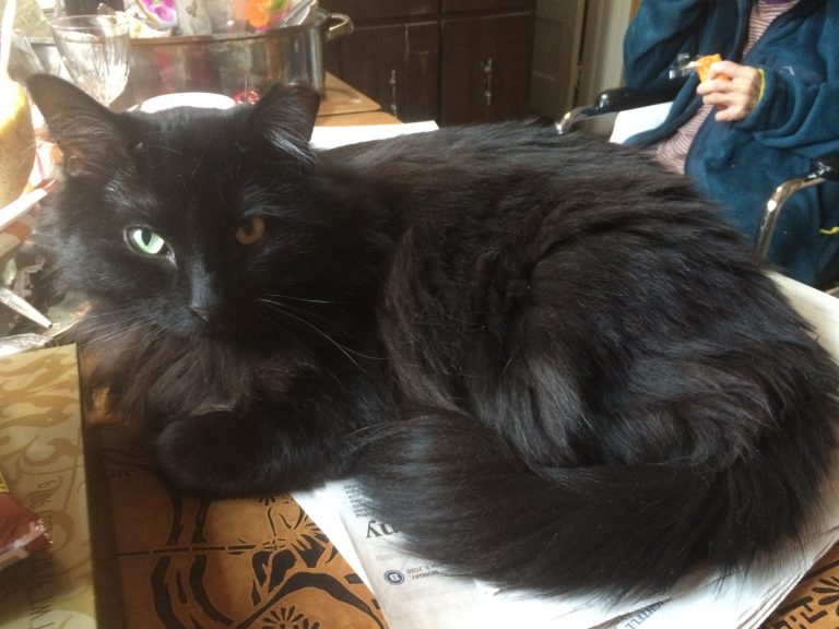 Billy, lost cat, Long Haird