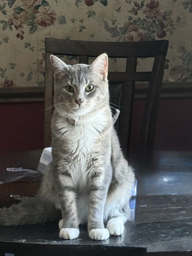 Suki, lost cat, Tabby