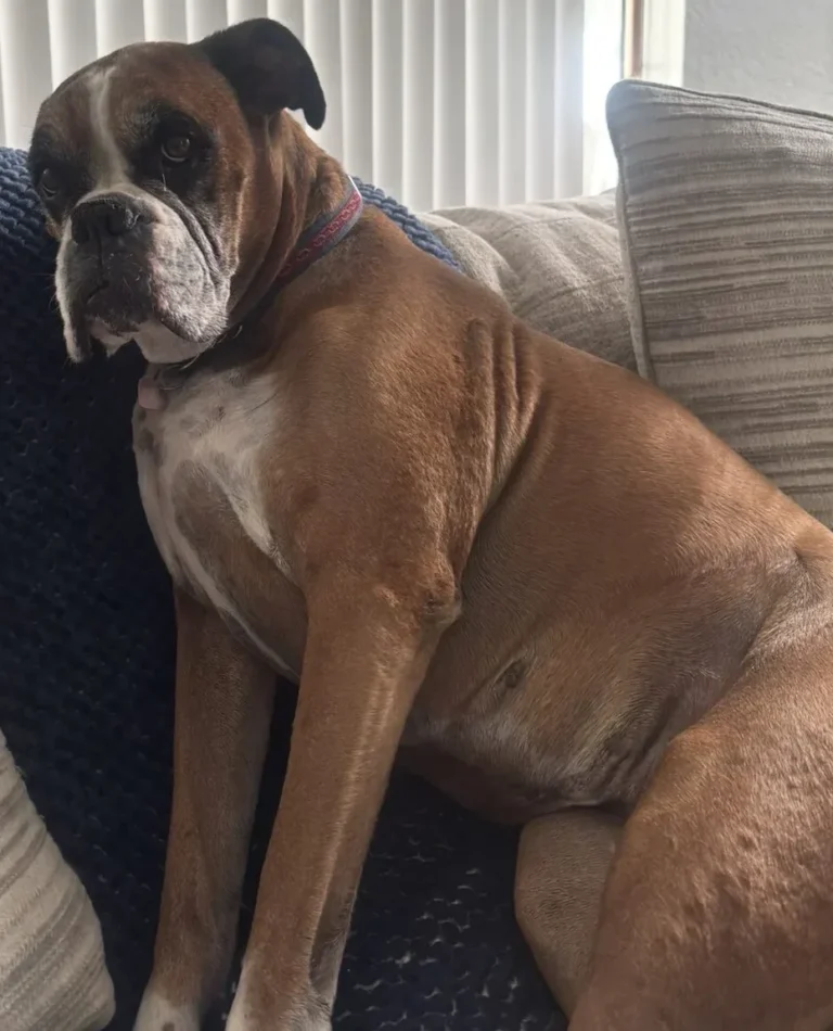 Kali, lost dog, Boxer