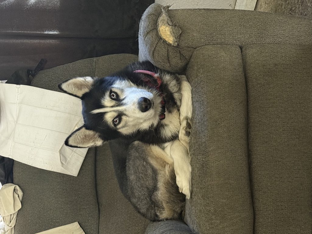 Thor, lost dog, Husky