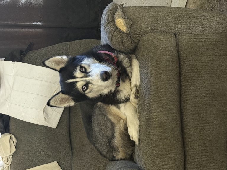 Thor, lost dog, Husky
