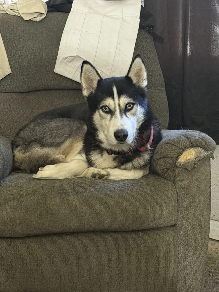Thor, lost dog, Husky