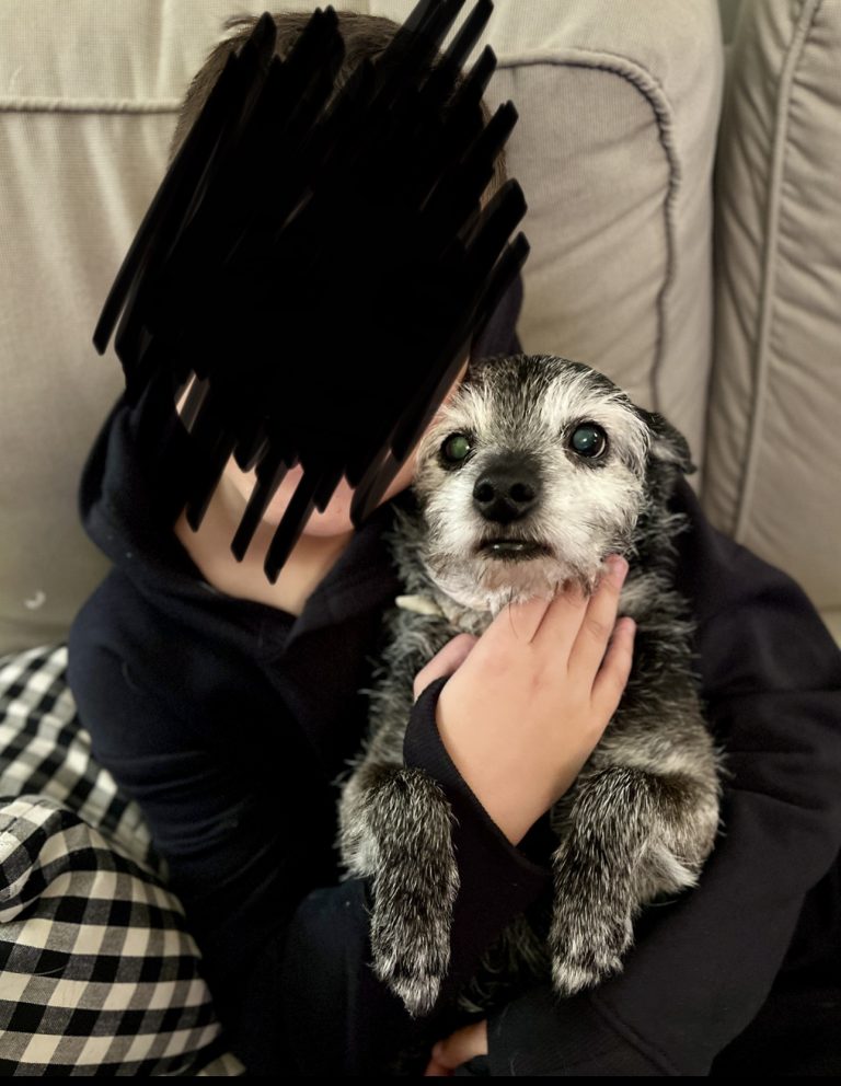 Millie, lost dog, Terrier mix