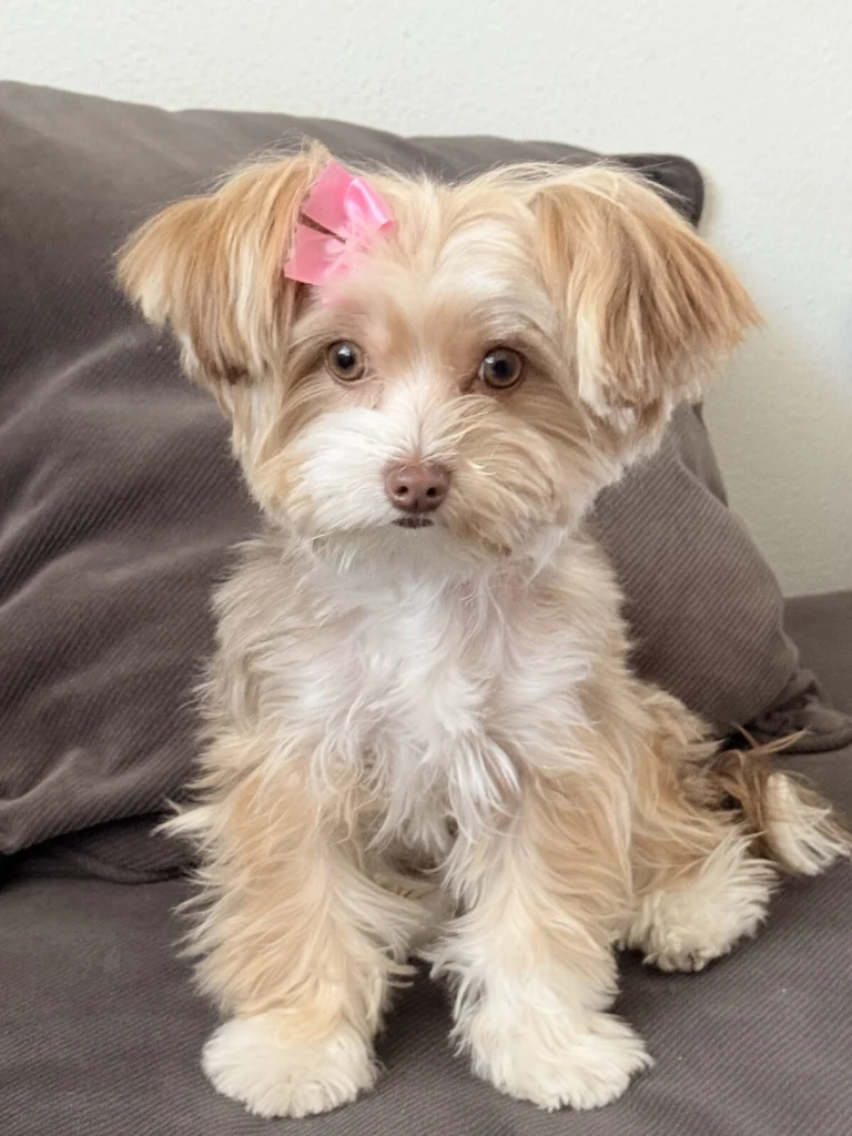 Mocha, lost dog, Yorkshire Terrier Mix