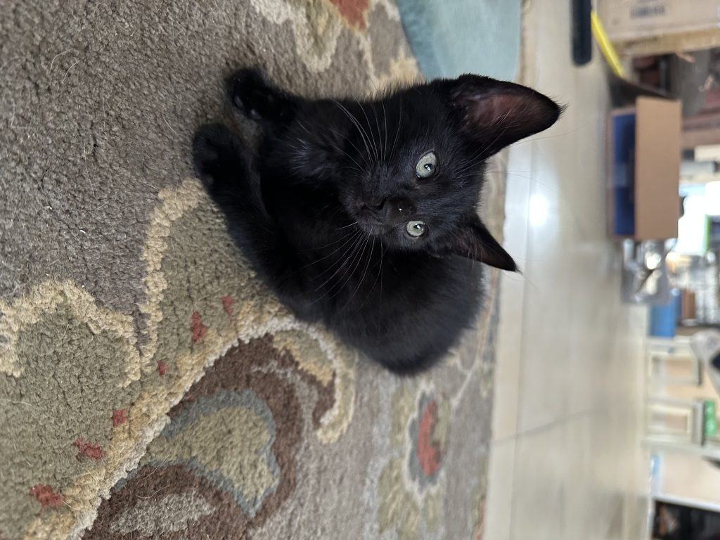 Inky, lost cat, Domestic shorthair