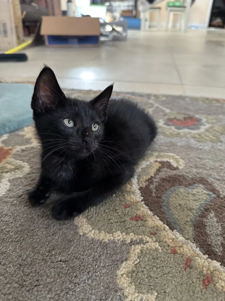 Inky, lost cat, Domestic shorthair