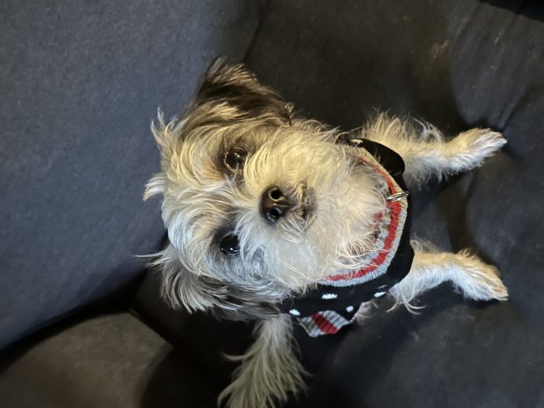 Frankie, lost dog, not sure