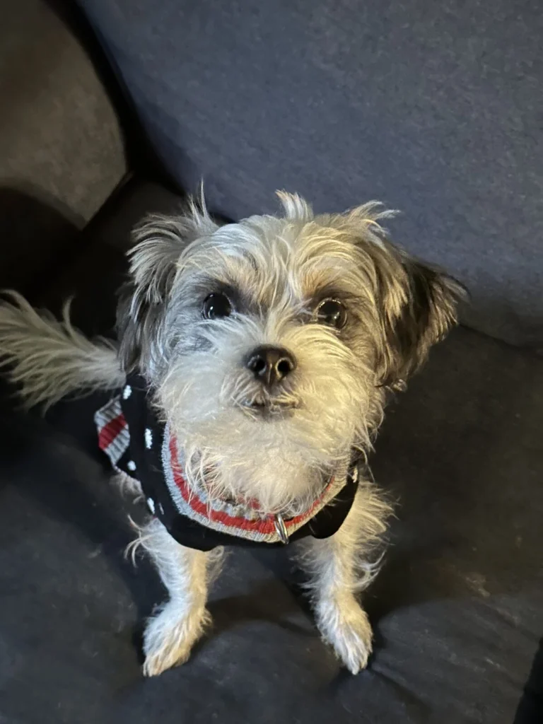 Frankie, lost dog, not sure
