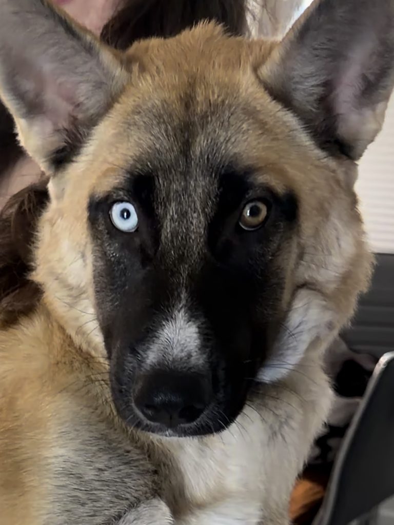 Willow, lost dog, Belgian Malinois Shepherd