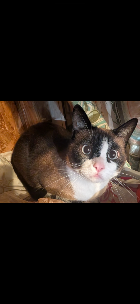 Demon, lost cat, Indoor
