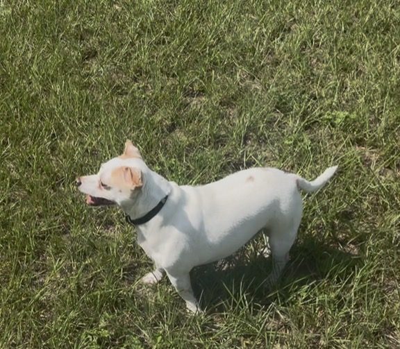 T-Rex, lost dog, Terrier