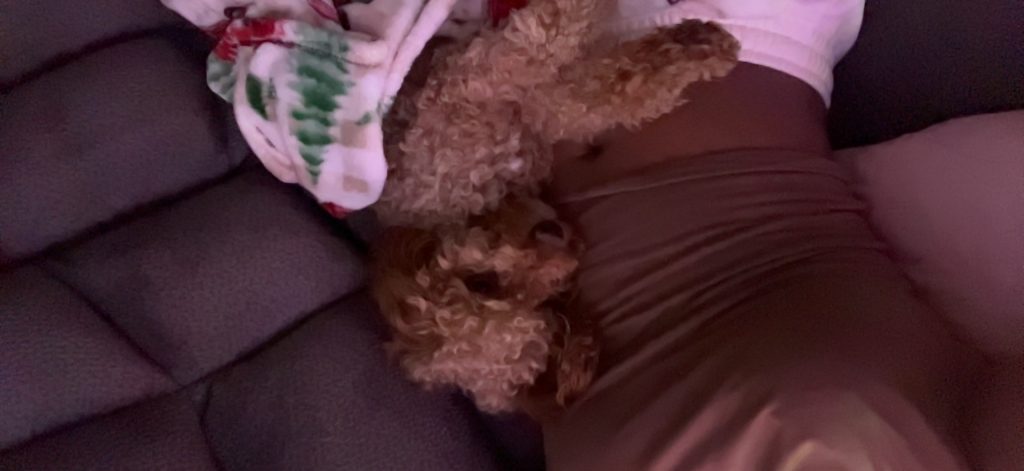 Million, lost dog, maltipoo