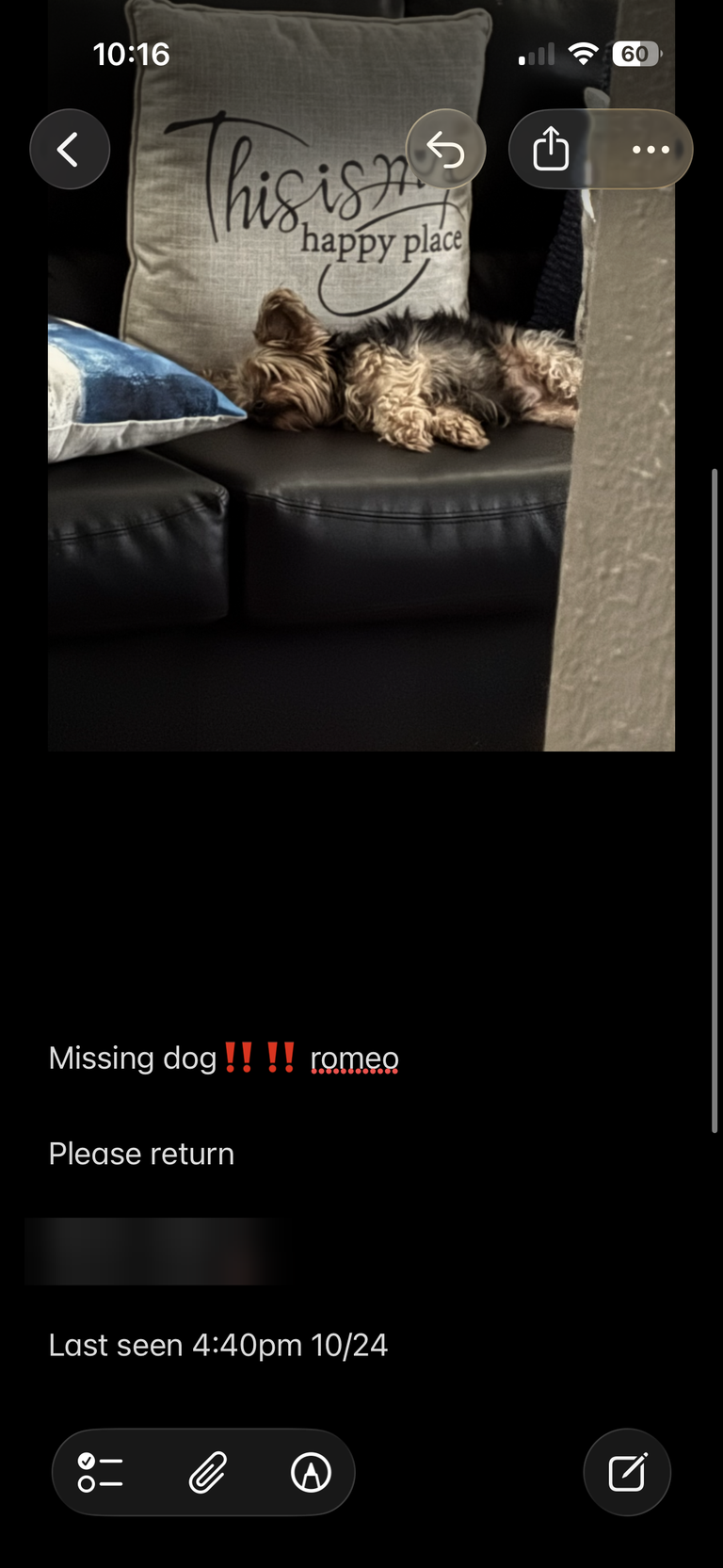 Romeo, lost dog, Yorkie