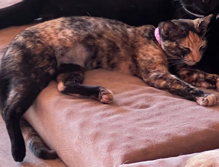 Miche, lost cat, Tortie