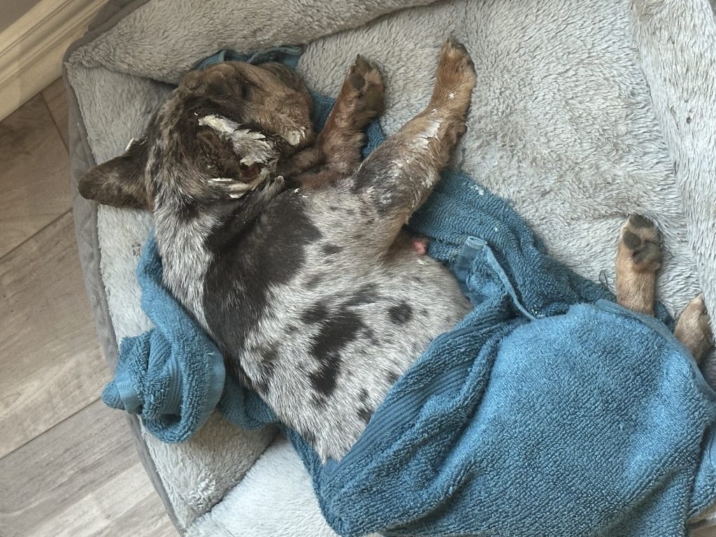 Medusa And Iszty, lost dog, Frenchie